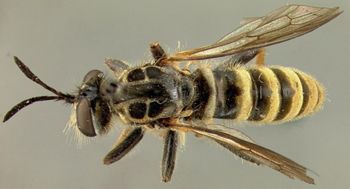 Media type: image;   Entomology 27048 Aspect: habitus dorsal view
